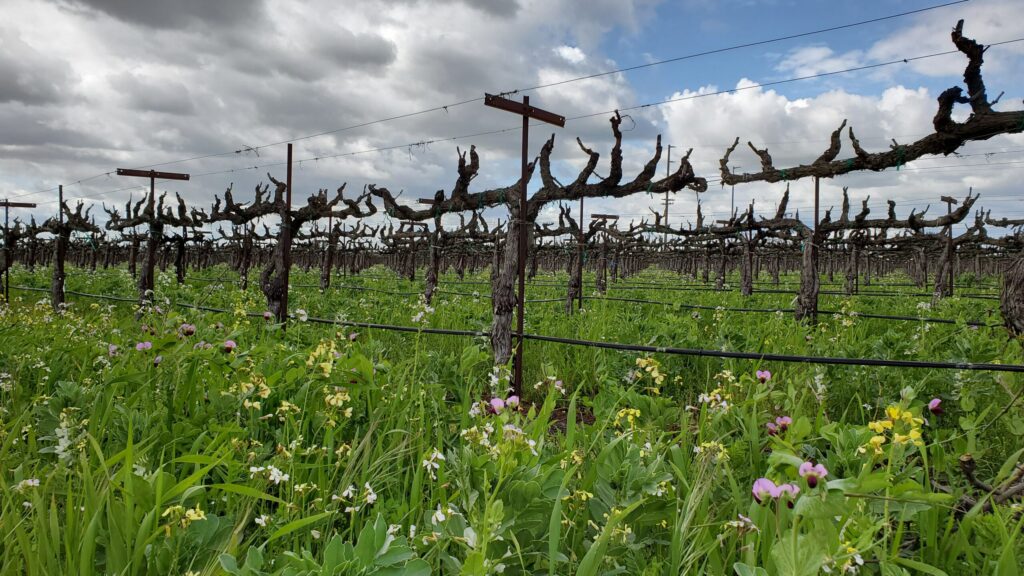Grenache Blanc Vines Acquiesce Terroir