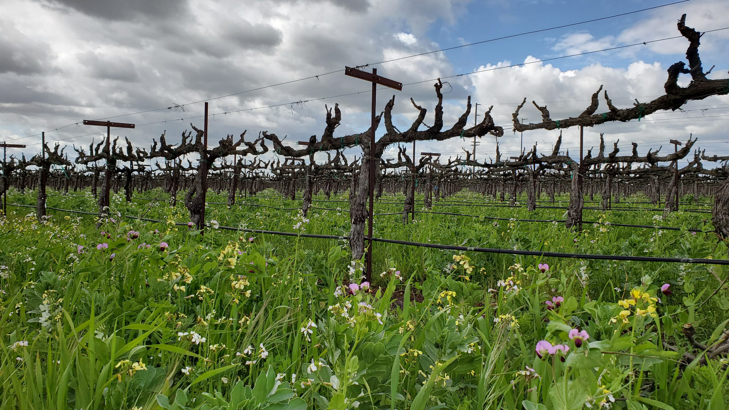 Grenache Blanc Vines Acquiesce Terroir