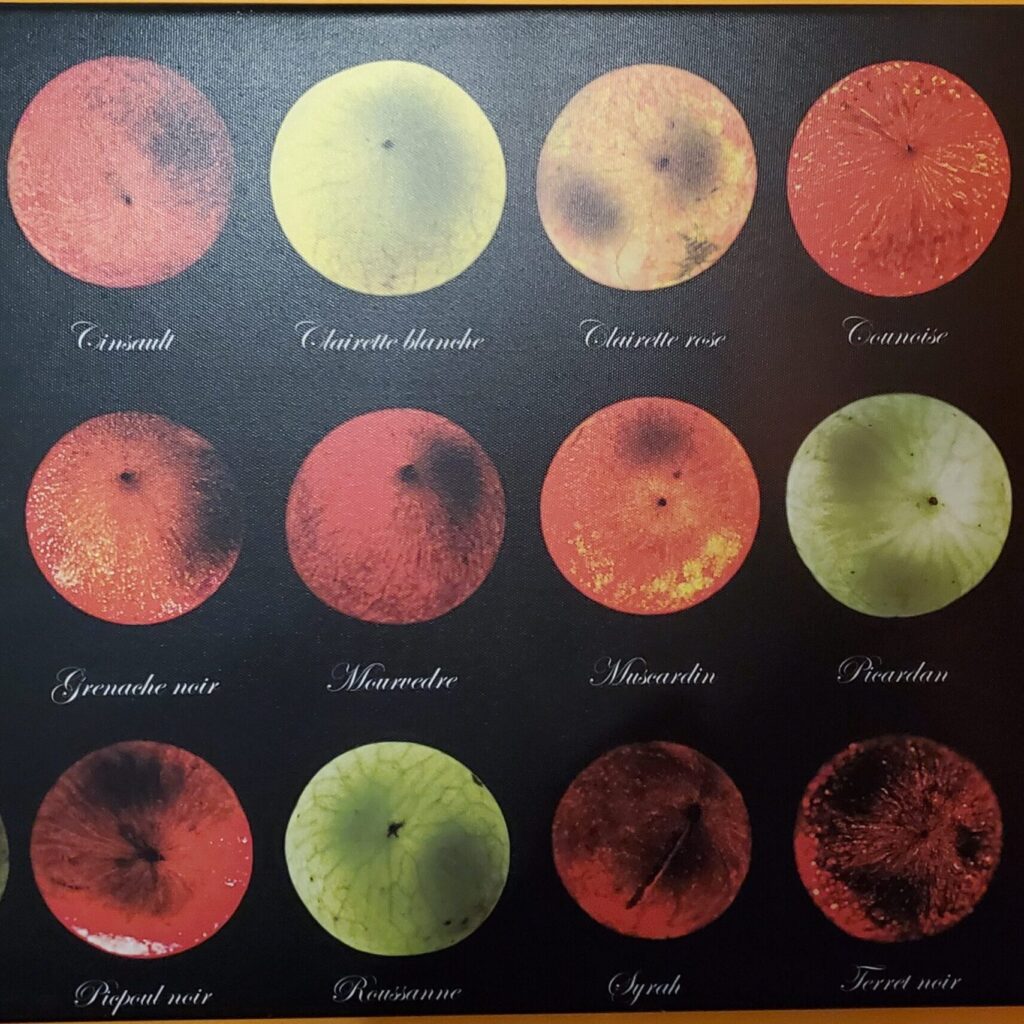 a chart featuring eighteen individual grapes, with grape varietal names underneath in script font.