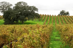 Old oak trees sit among grapevines, as seen from an outdoor tasting area at Bokisch Vineyards in Lodi. Jessica Christian / S.F. Chronicle