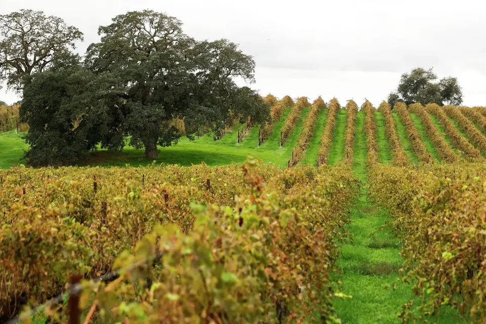 Old oak trees sit among grapevines, as seen from an outdoor tasting area at Bokisch Vineyards in Lodi. Jessica Christian / S.F. Chronicle