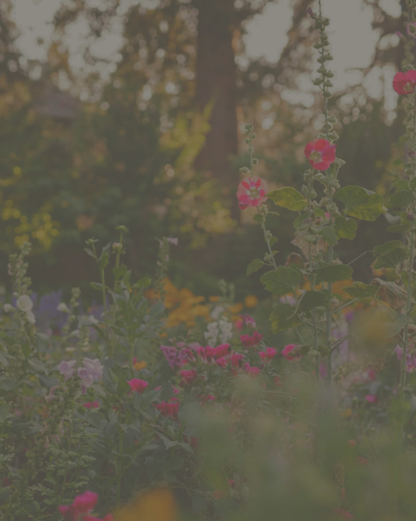 Pink hollyhocks and summer wildflowers blooming in the Lodi Appellation.
