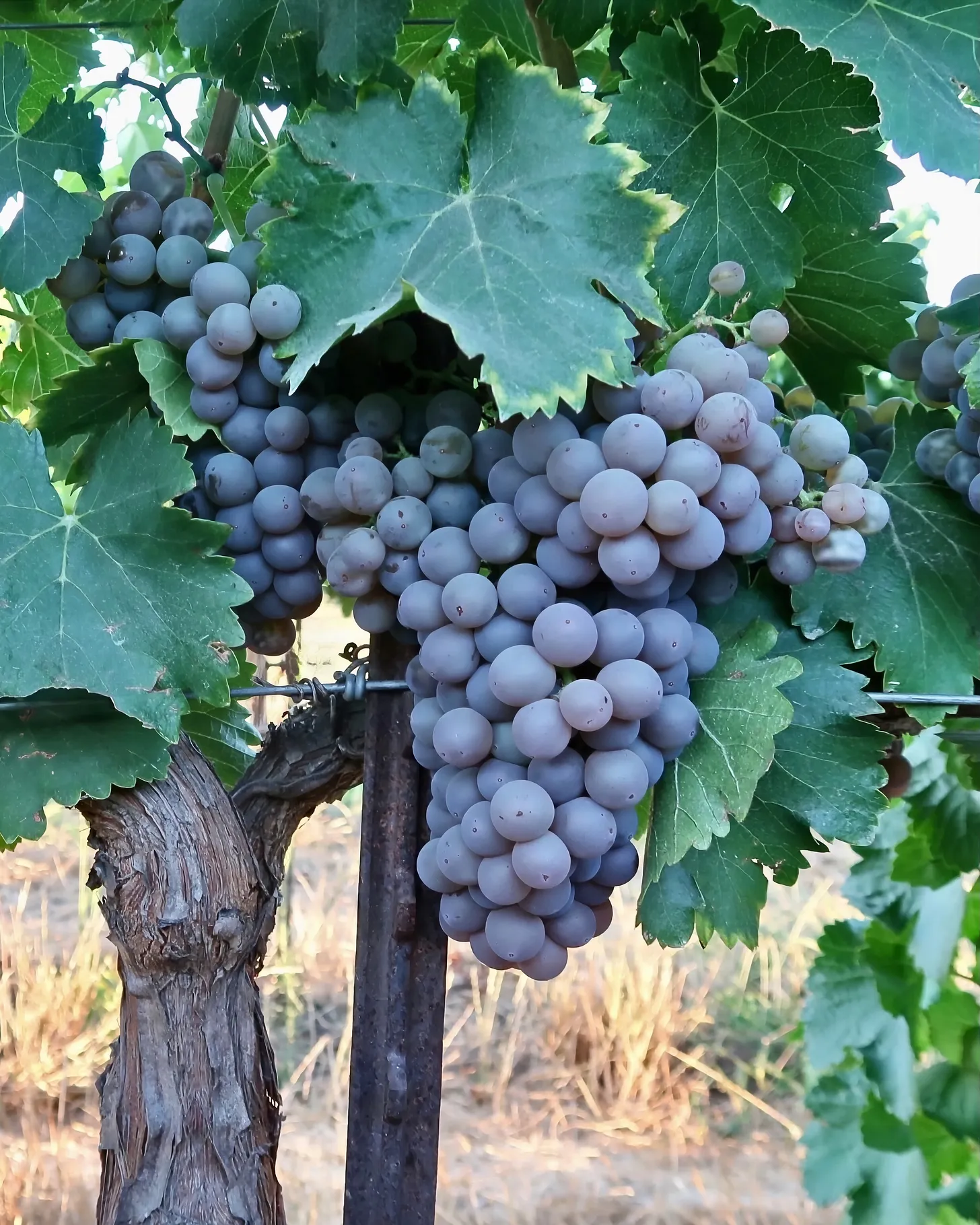 Clusters of ripe Grenache Gris grapes on the vine at Acquiesce Winery & Vineyard in Lodi, California.