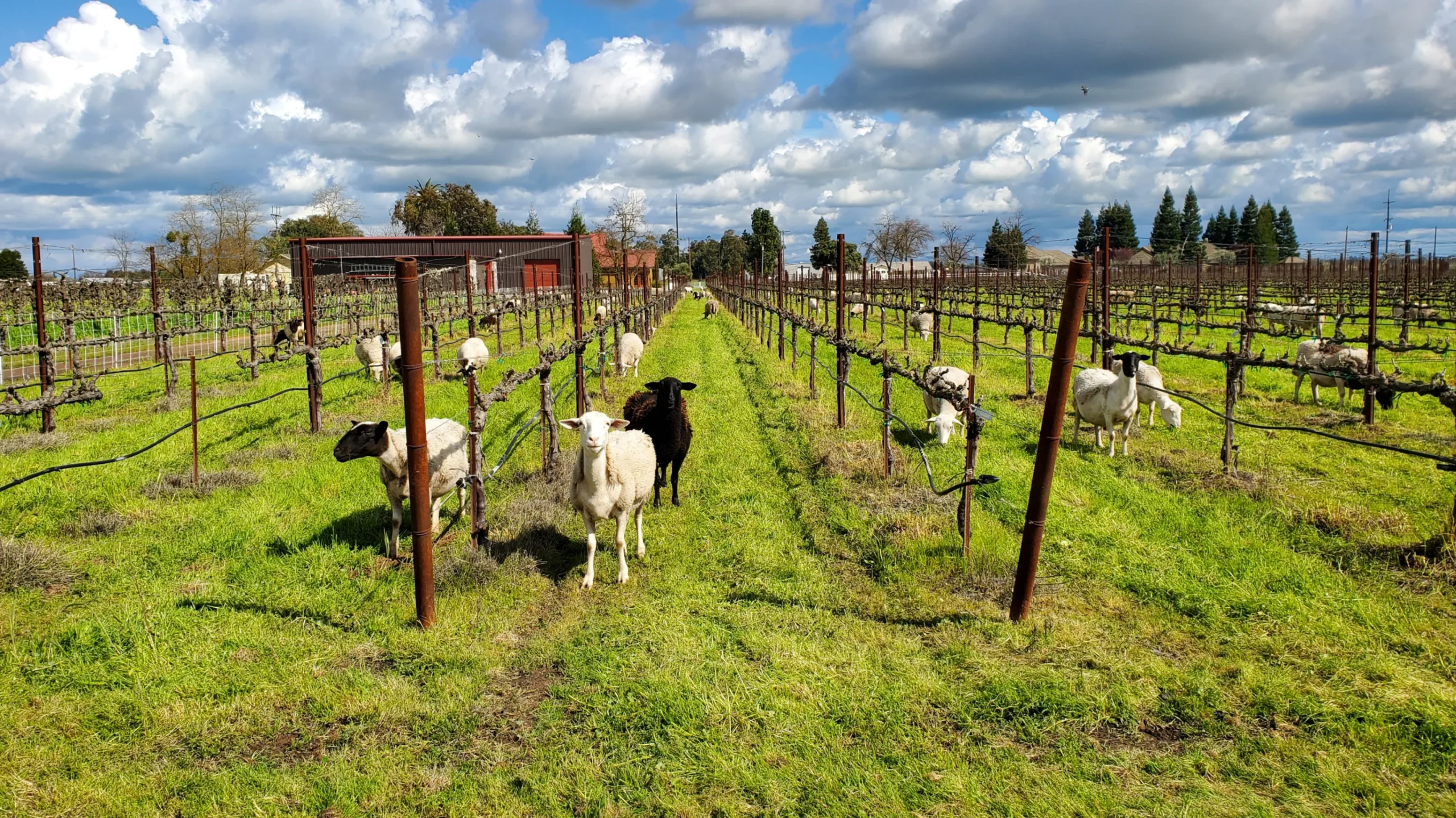A flock of sheep grazing between vine rows at Acquiesce Winery, providing natural weed control and fertilization as part of sustainable farming.