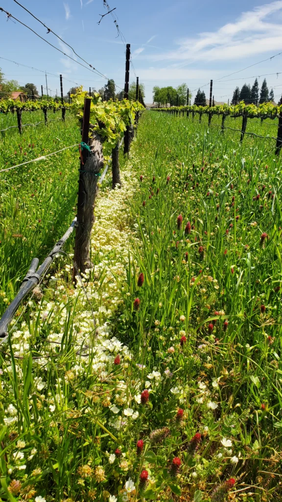 Rows of blooming meadowfoam cover crops between grapevines at Acquiesce Winery, promoting soil moisture and biodiversity in Lodi.