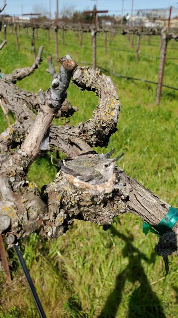 A bird's nest with chicks nestled in an old vine at Acquiesce Winery, showcasing the benefits of wildlife-friendly vineyard management.